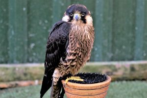 bark river kephart review