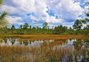 marsh ponds