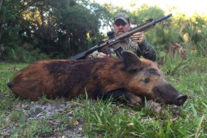 osceola outdoors offers prime hog hunts